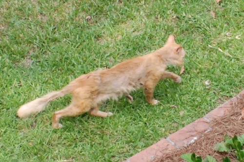 cat 1